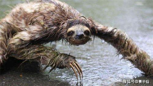 水猴子水鬼图片,探寻水猴子与水鬼的神秘传说